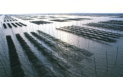 ARIAKE NORI (Premium Seaweed)
